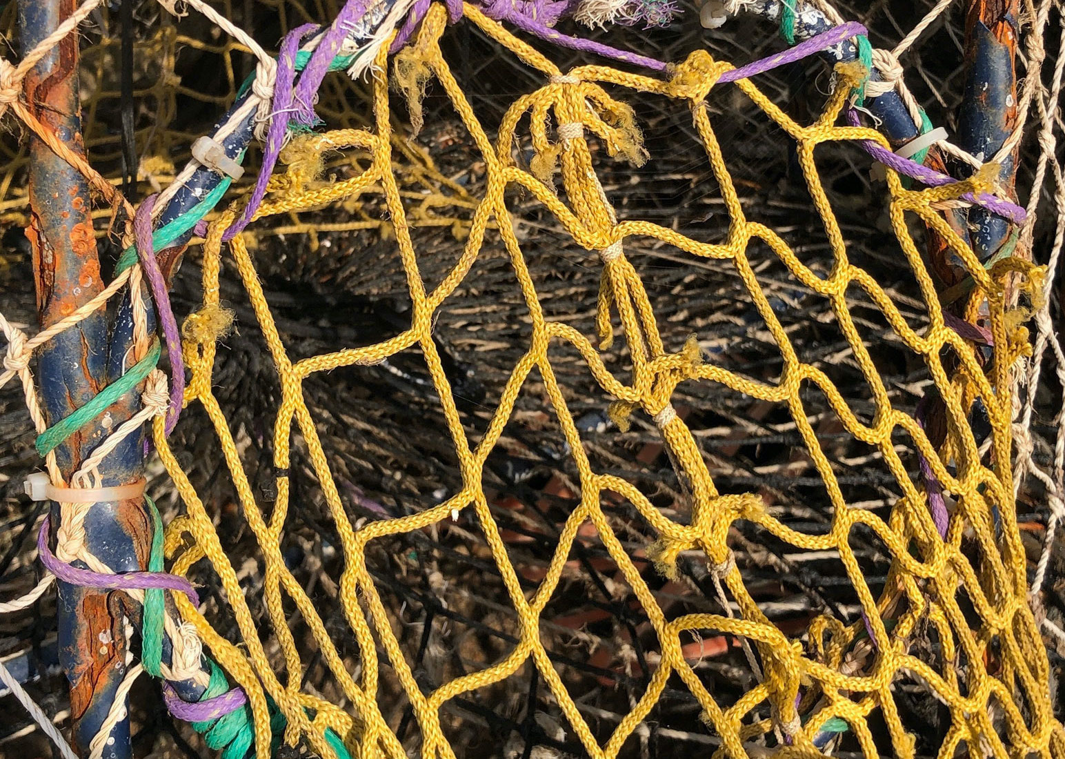 Photograph of yellow netting on harbour